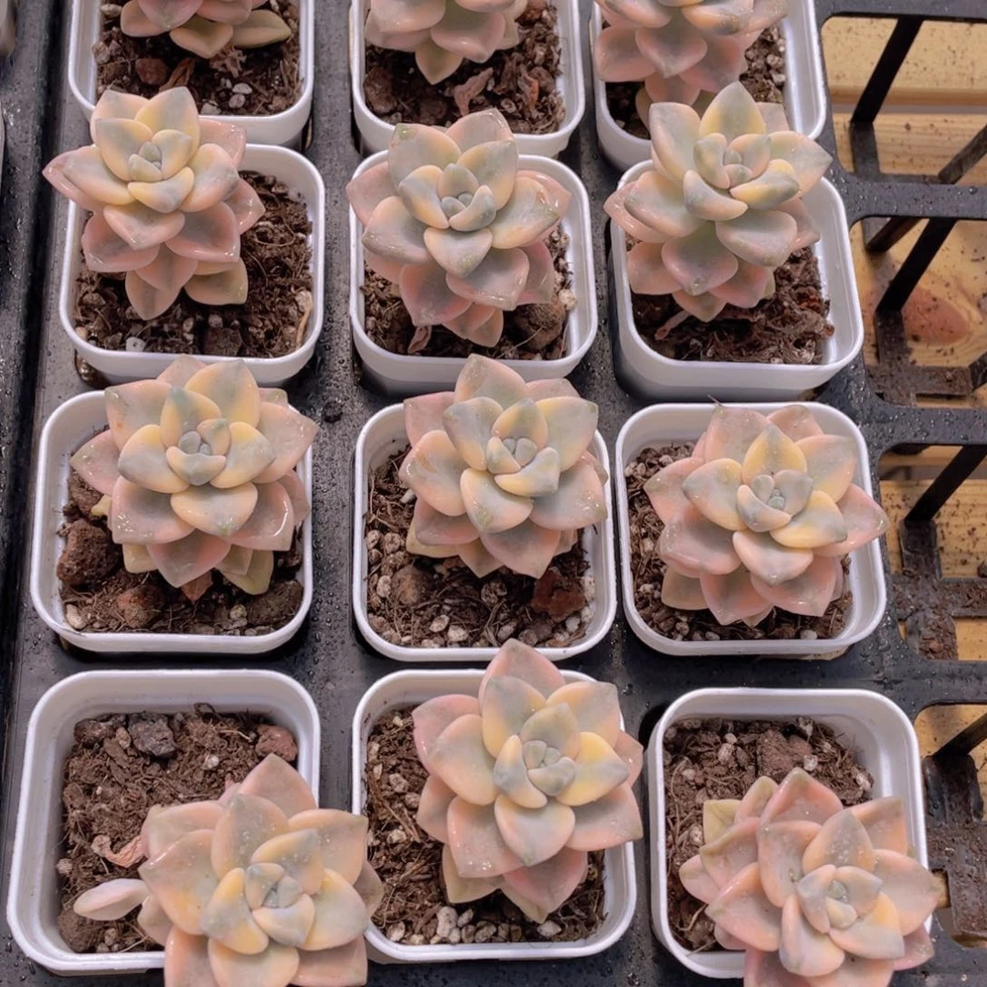 1030号 美杏锦单头2个