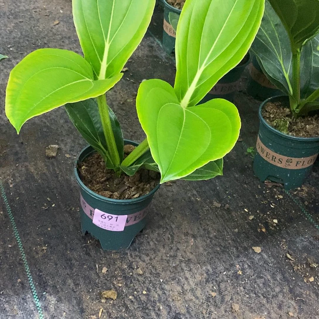 木本植物逍*木本花卉691