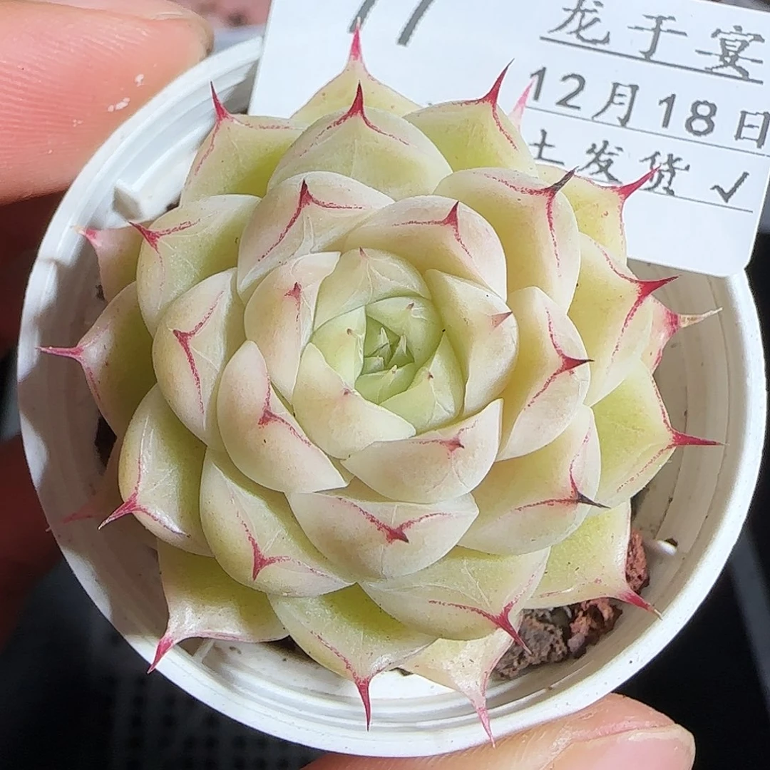 多肉1218-77小魔仙