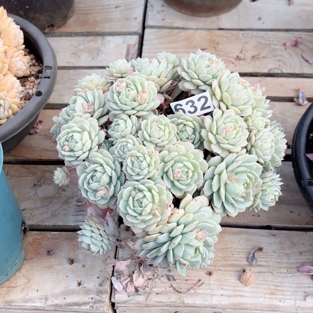 *️****静夜多肉632号多肉发货