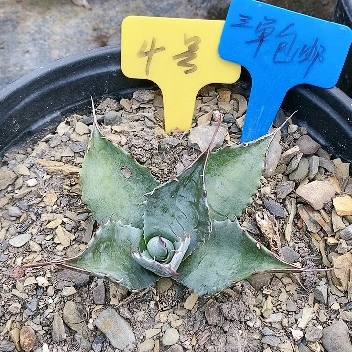 【闪购商品】无花朵龙舌兰赖光