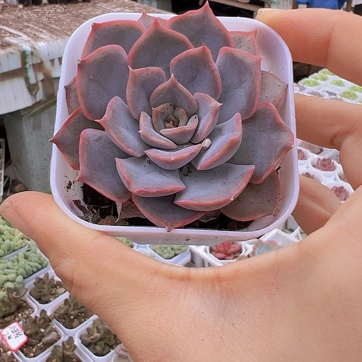 菲欧娜带盆19包邮