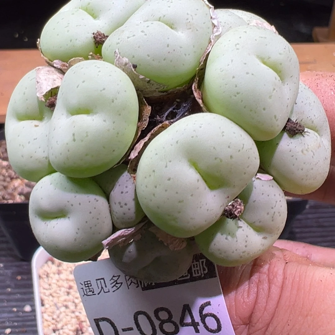 多肉植物111111111111