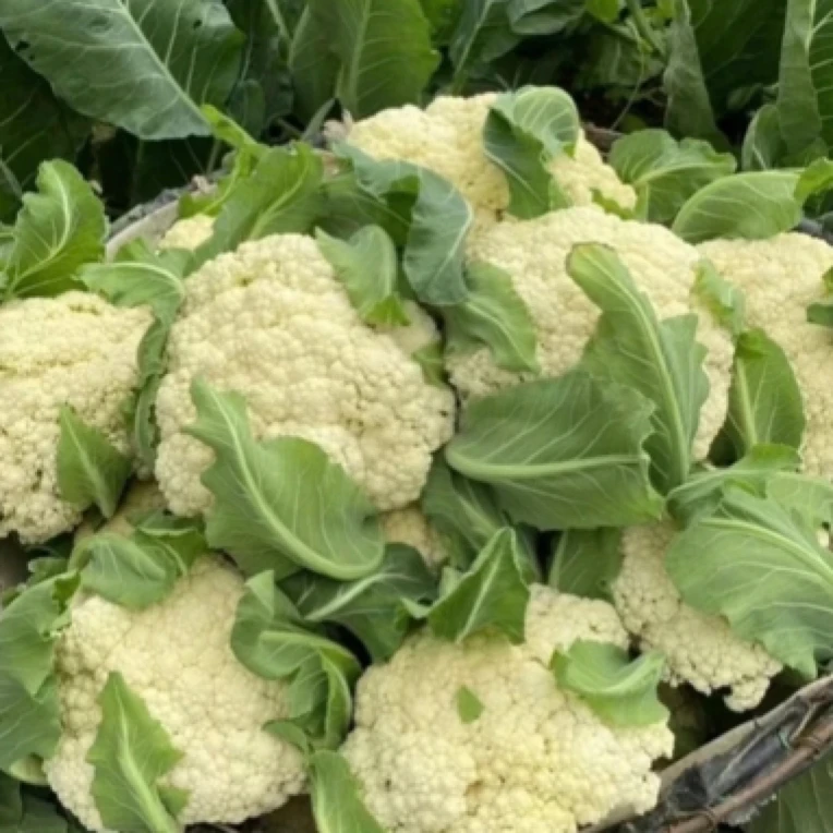 新鲜青梗散菜花安全蔬菜健康3-5个装4斤 露天种植 产地直发