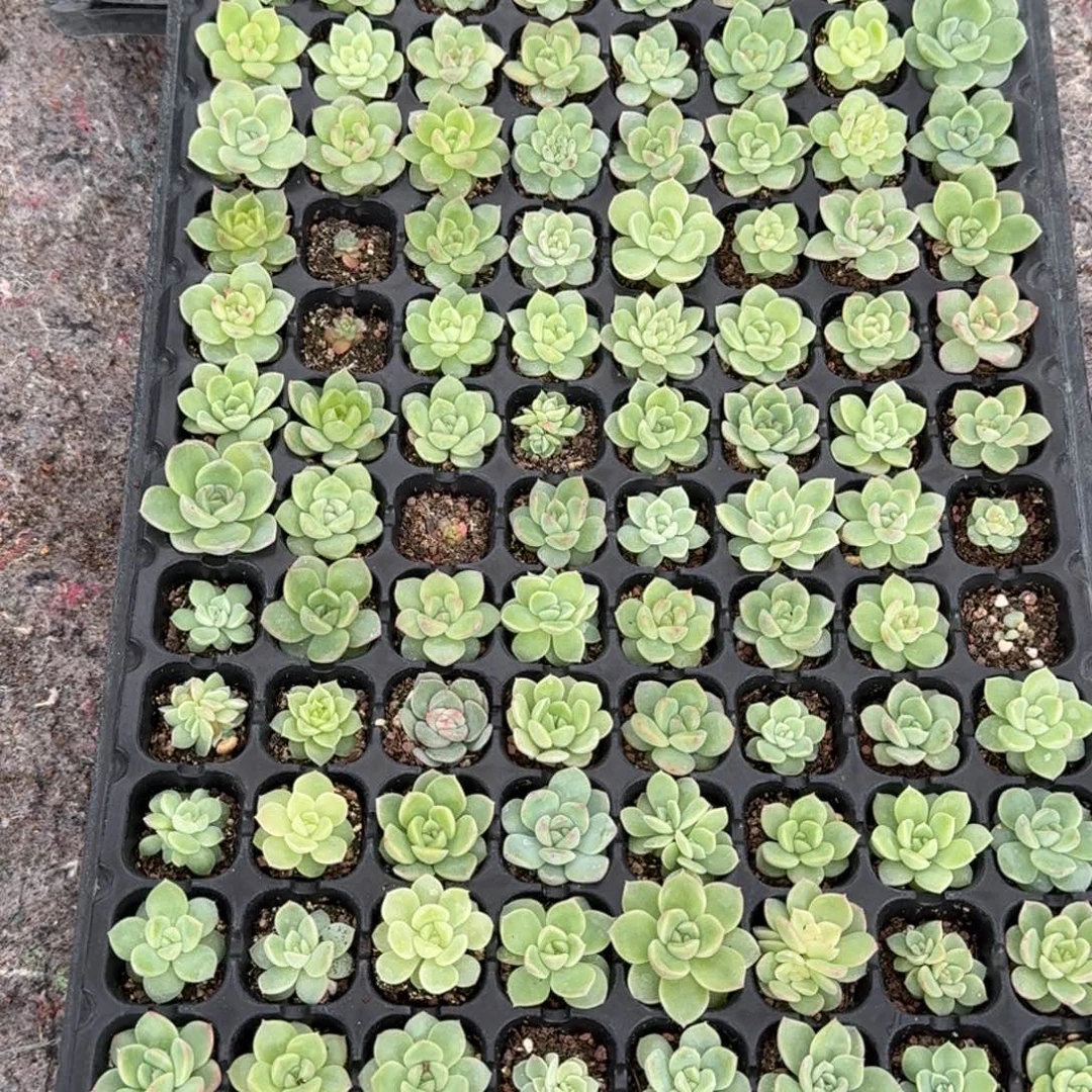 如图珍妮系播种穴盘麦雪保底90颗