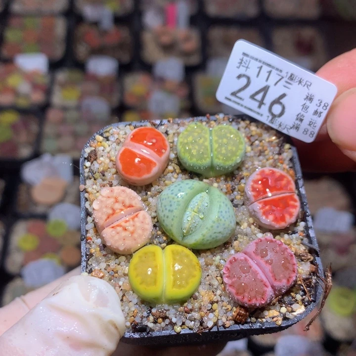 精品生石花117.246