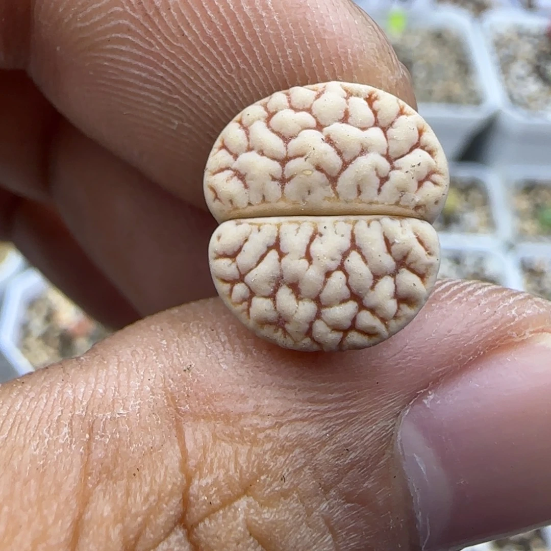 217 生石花大棚直播