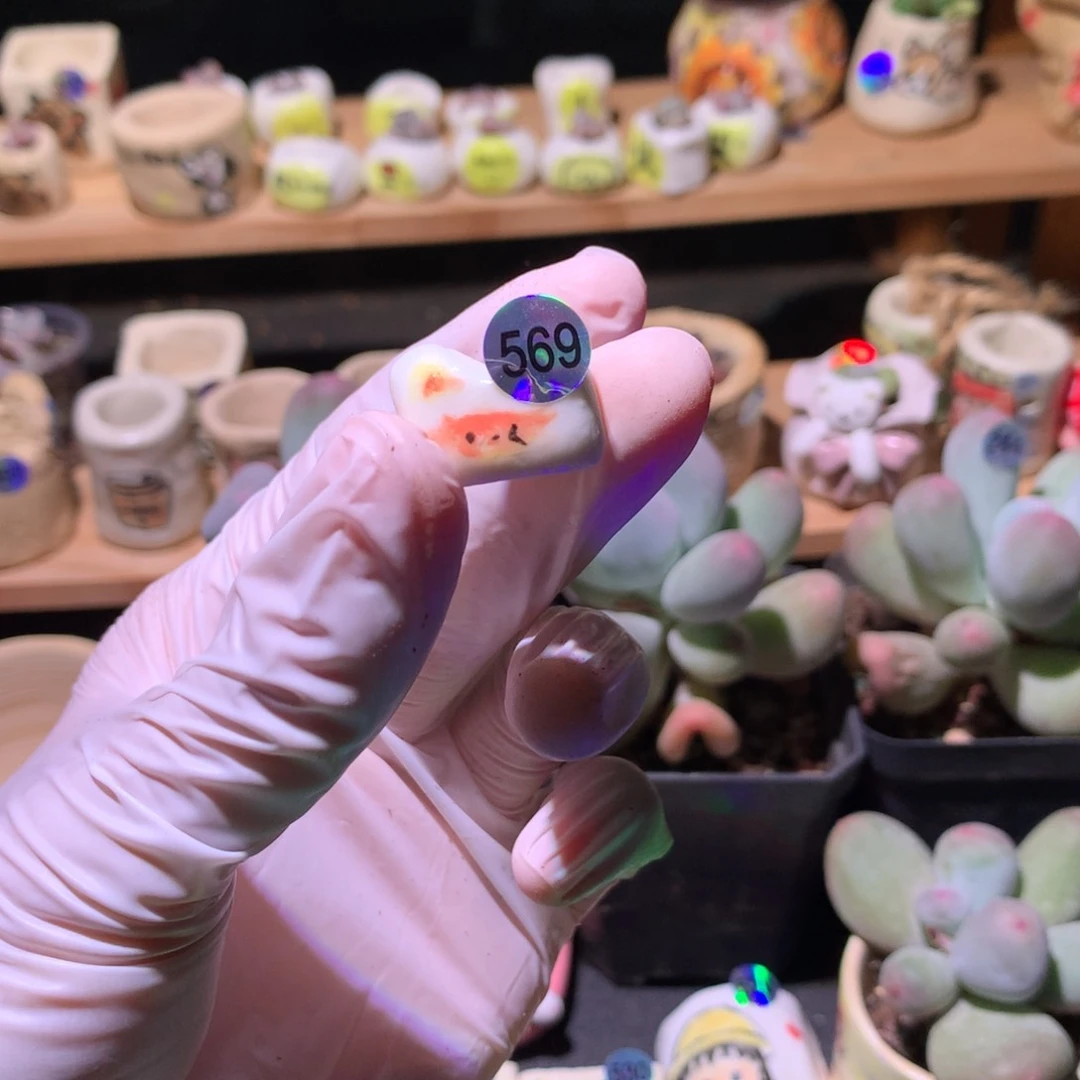 荷****)569花盆哈哈哈哈哈哈