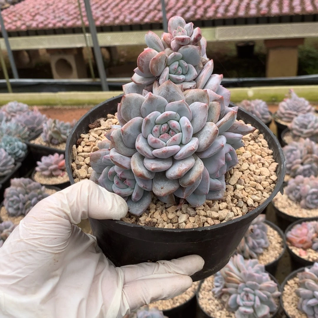 无花朵哈哈哈哈哈哈哈哈哈51