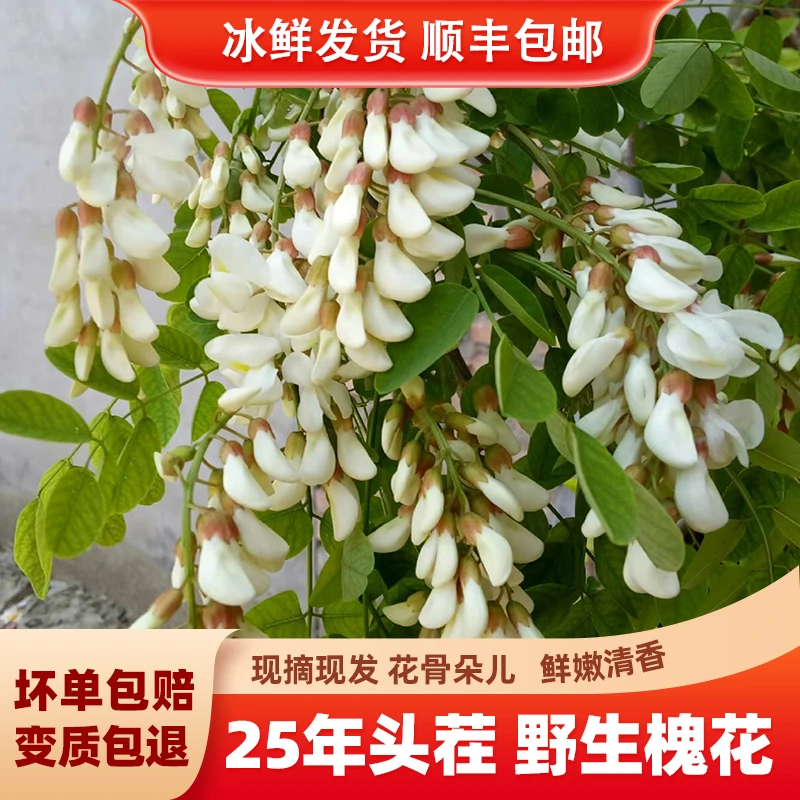 25年新鲜野生洋槐花花苞花骨朵当季野菜现摘先发槐树花顺丰包邮