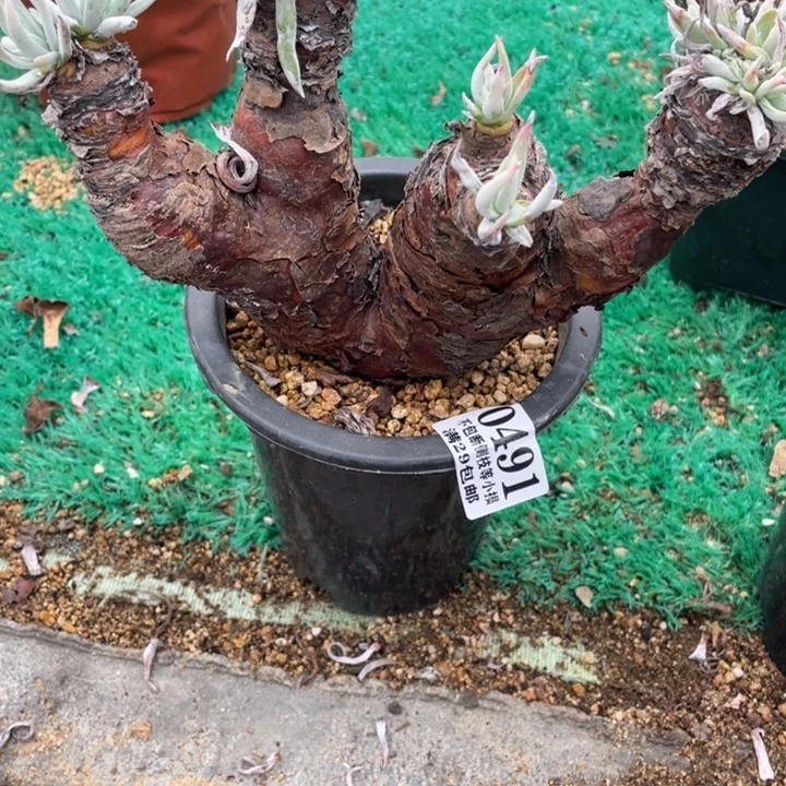 491号仙女杯多肉植物