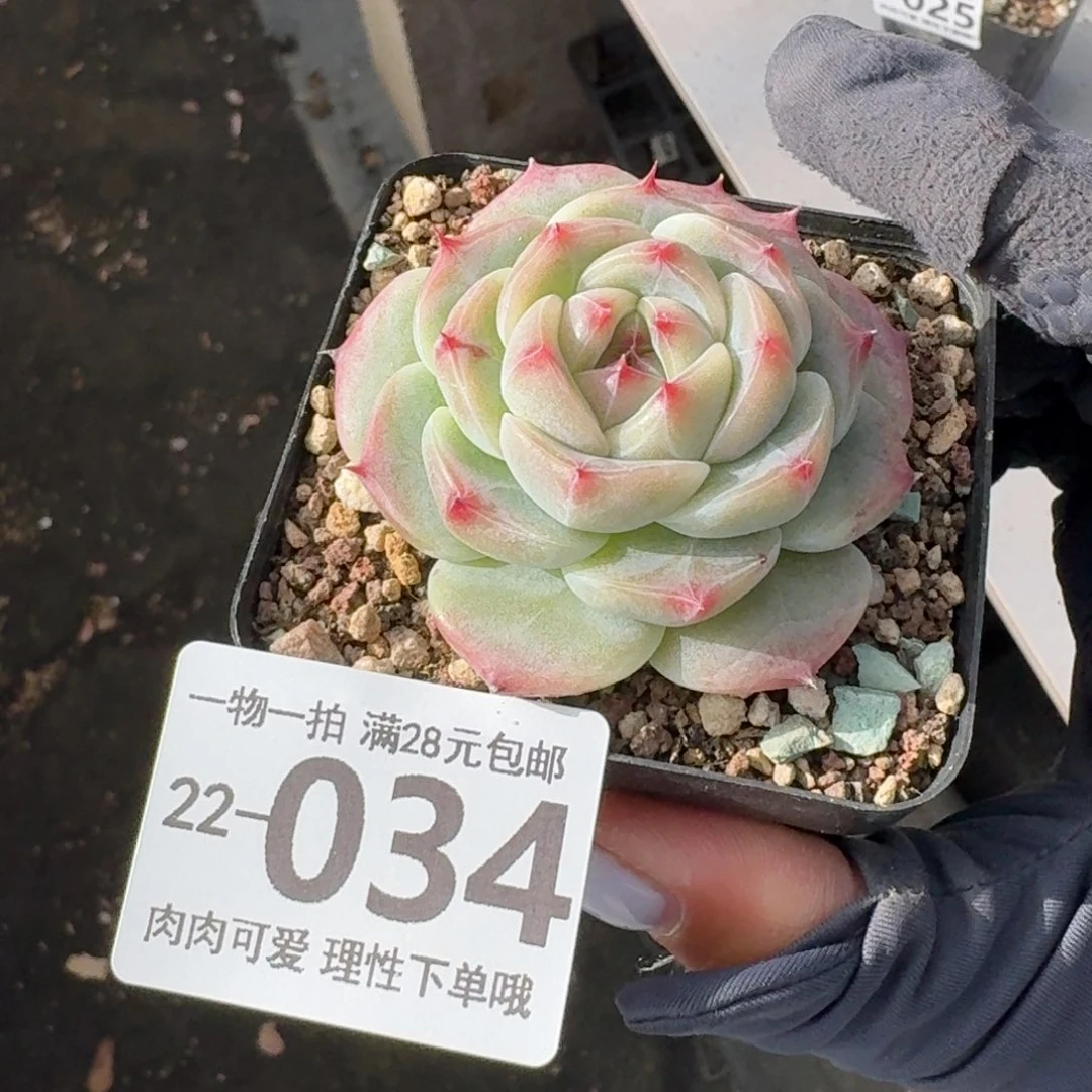 冰吉无盆土发货无