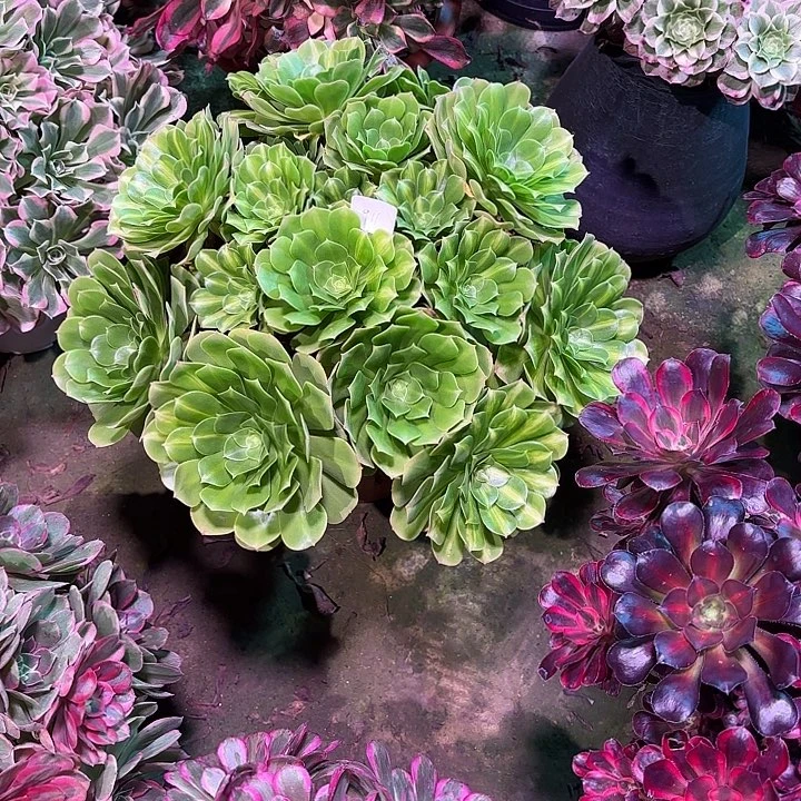 多肉植物翡翠琉璃0911