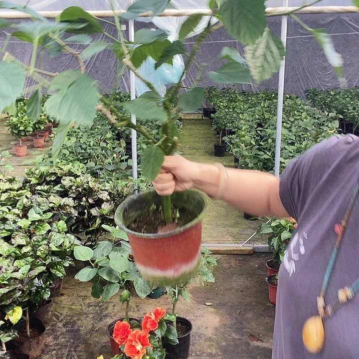 全部花苞飞天粉，到家不换盆
