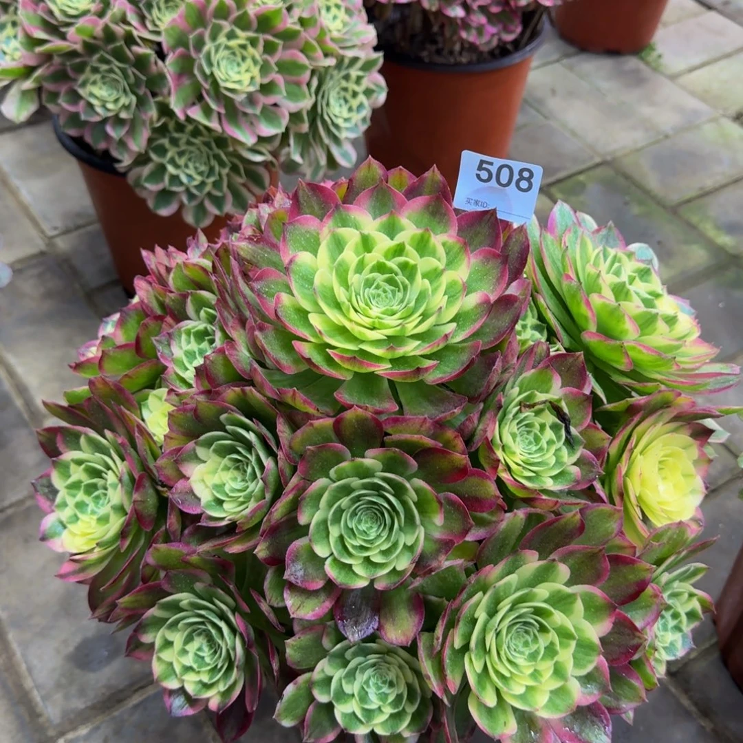 云****多肉植物508海鲜 法师