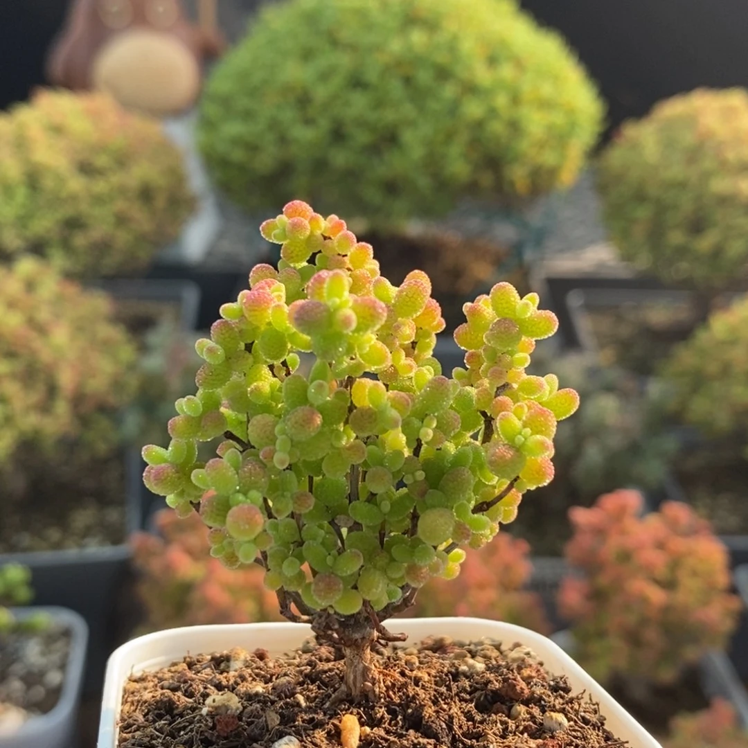 蜜橘糖球0712枝干番杏