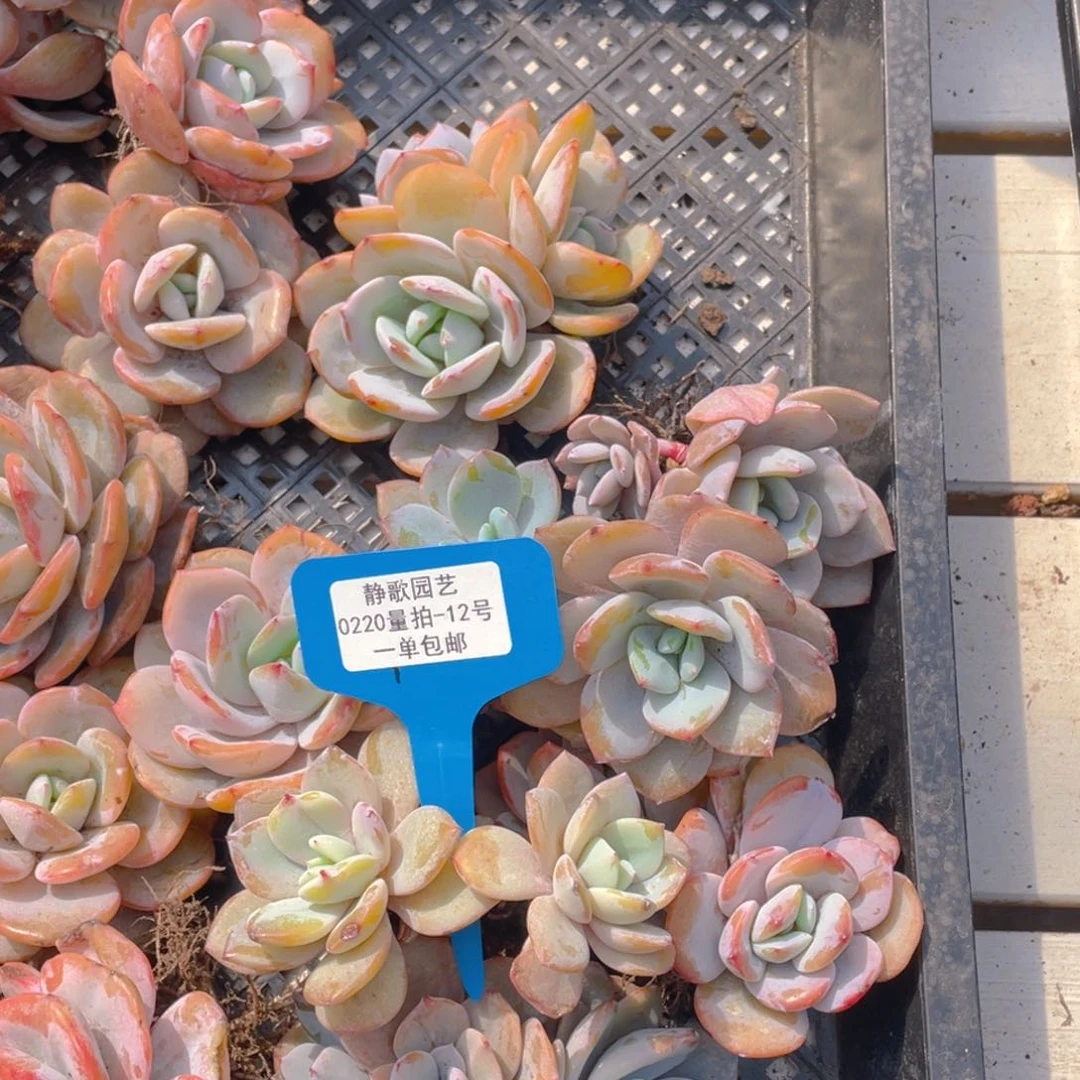 0220-12-奶茶精品福利一颗