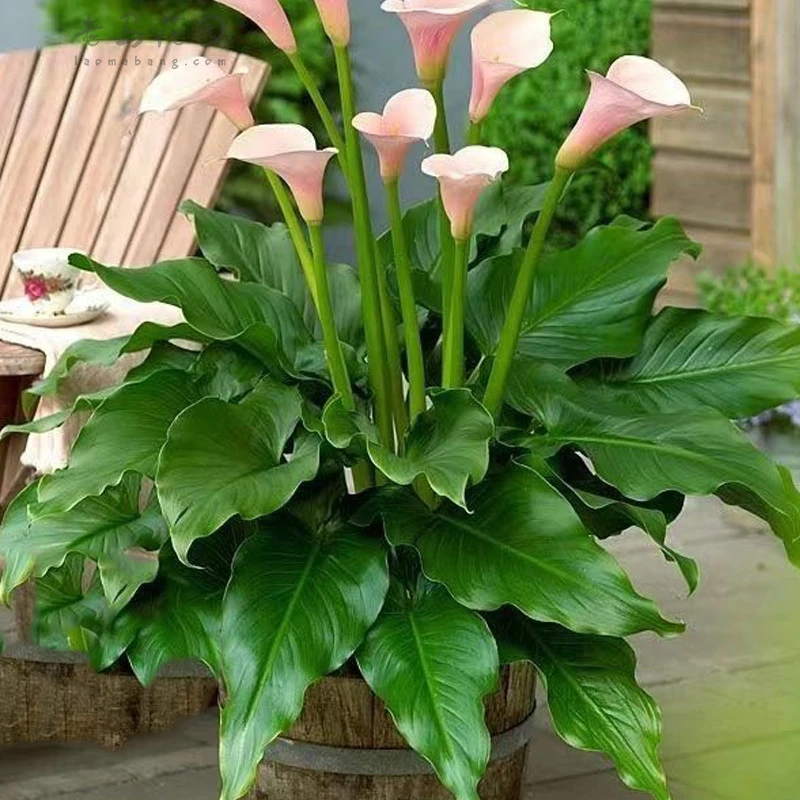 粉色马蹄莲火烈鸟盆栽水陆两生可水培不易烂根荷兰进口种球培育