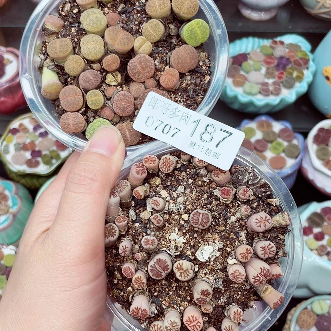 生石花满18包邮0707-187