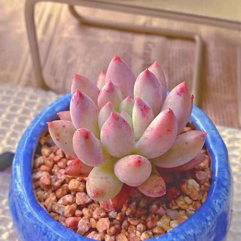 （凑满15包邮）所罗门多肉盆栽 6厘米育苗盆带盆栽好