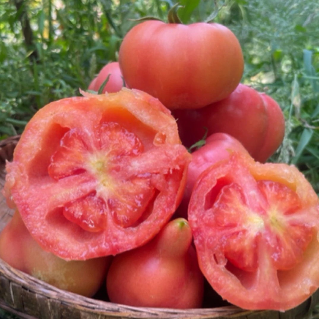 贵州本地老品种红宝石西红柿多汁自然成熟番茄