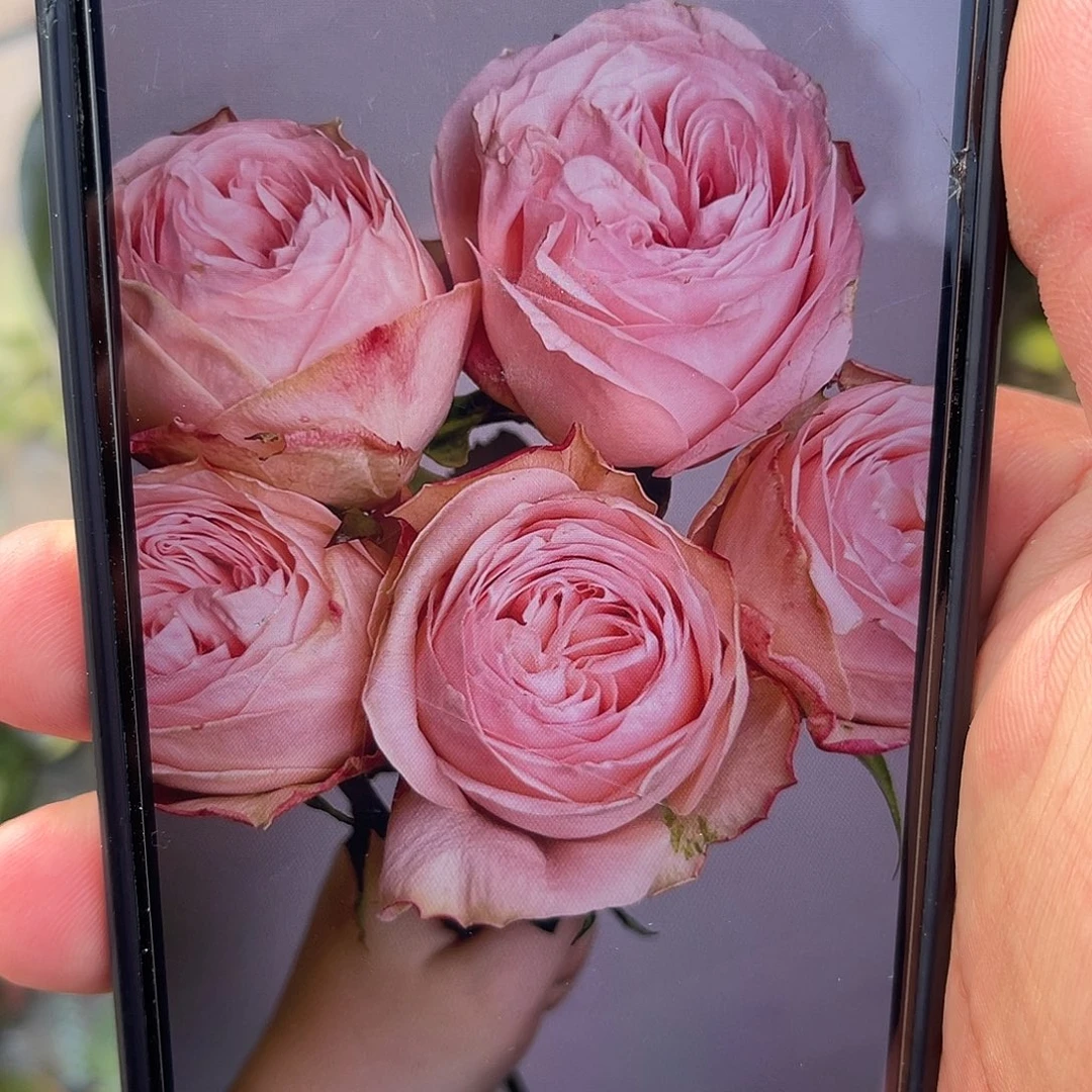 无花朵———-流星花园 福利款