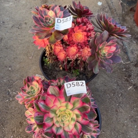 多肉植物黑魔锦倾城
