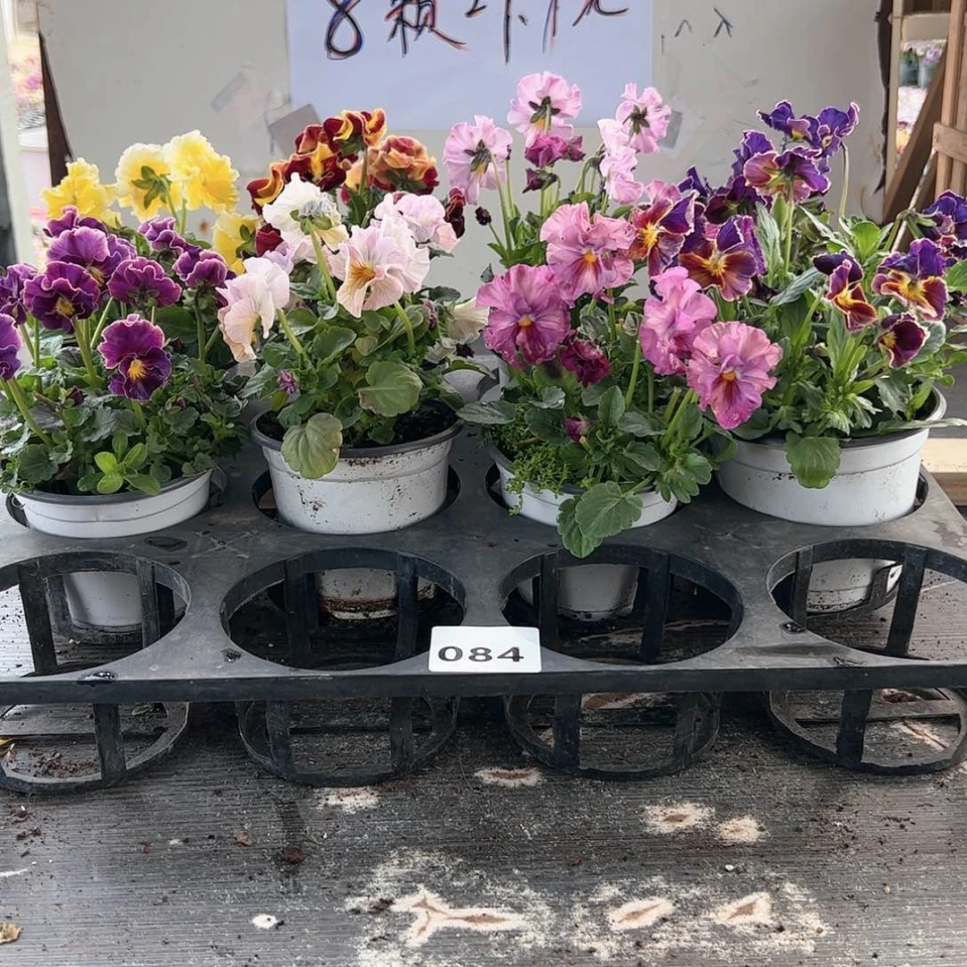 【闪购商品】084号