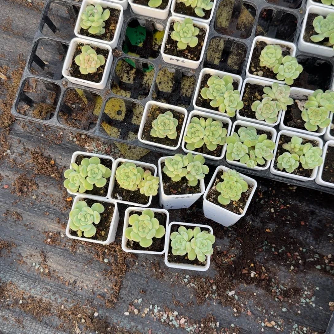 646 盆9床一个满25包邮