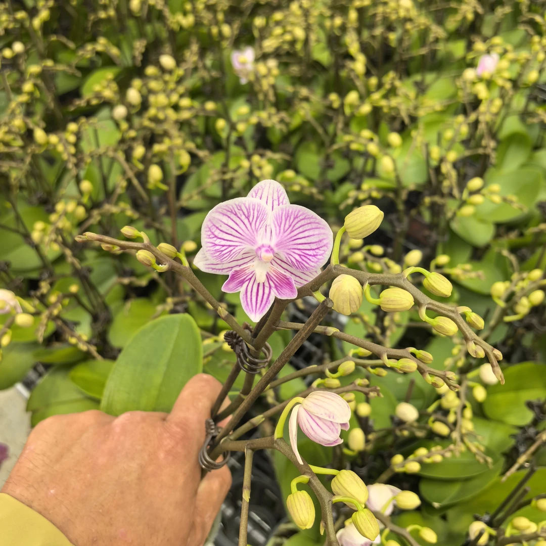 十月里蝴蝶兰【樱花3.0寸杯 双梗发货】带花带花苞发货