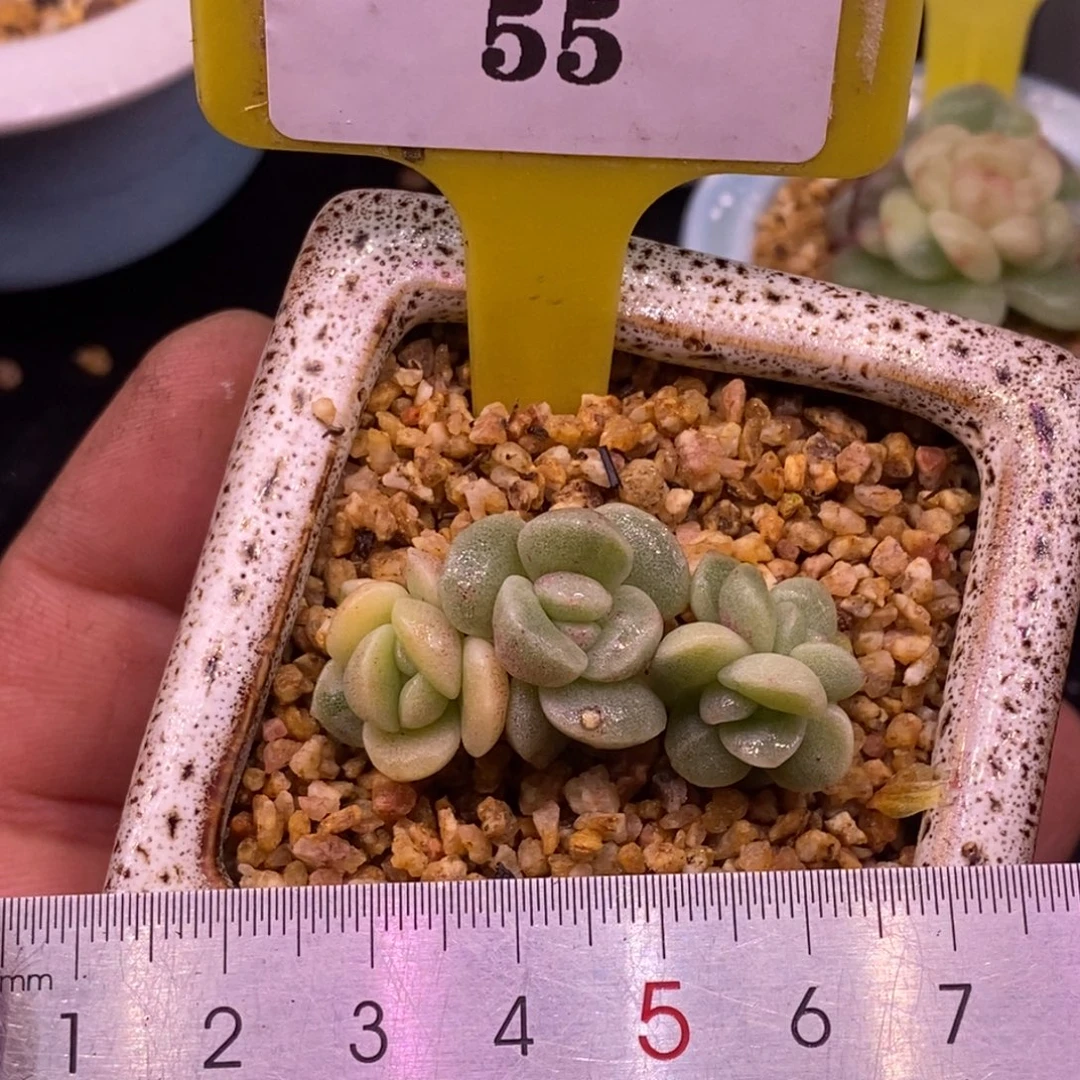 155冰玉石化4头双头锦