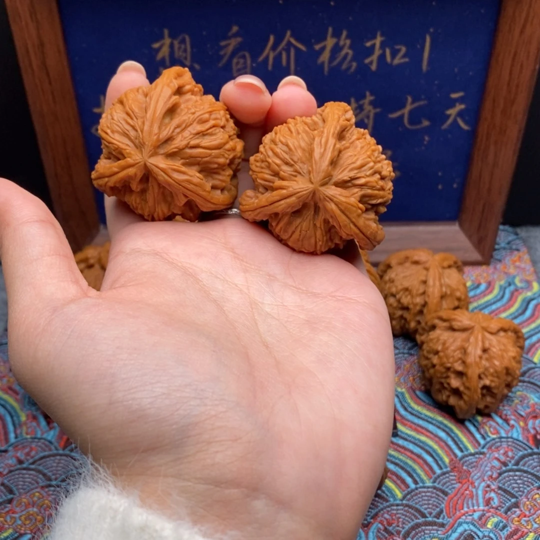 【闪购商品】小**哥白狮