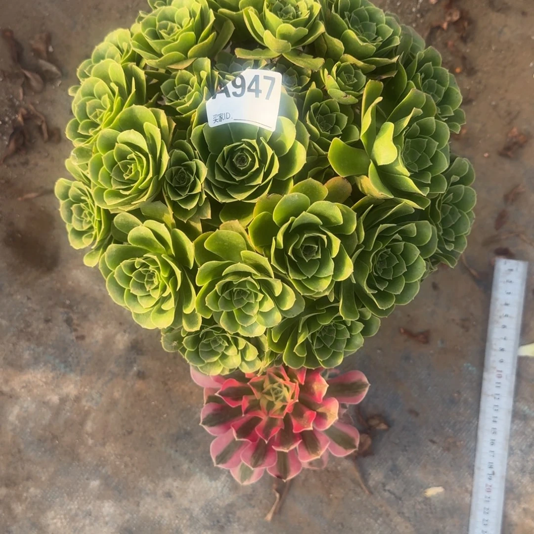 小***糊阳光玫瑰一物一拍947