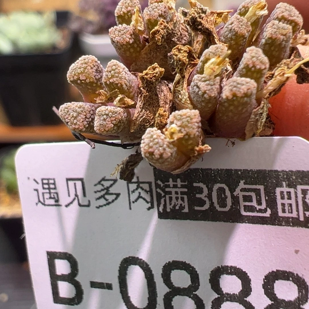 多肉植物111111111111