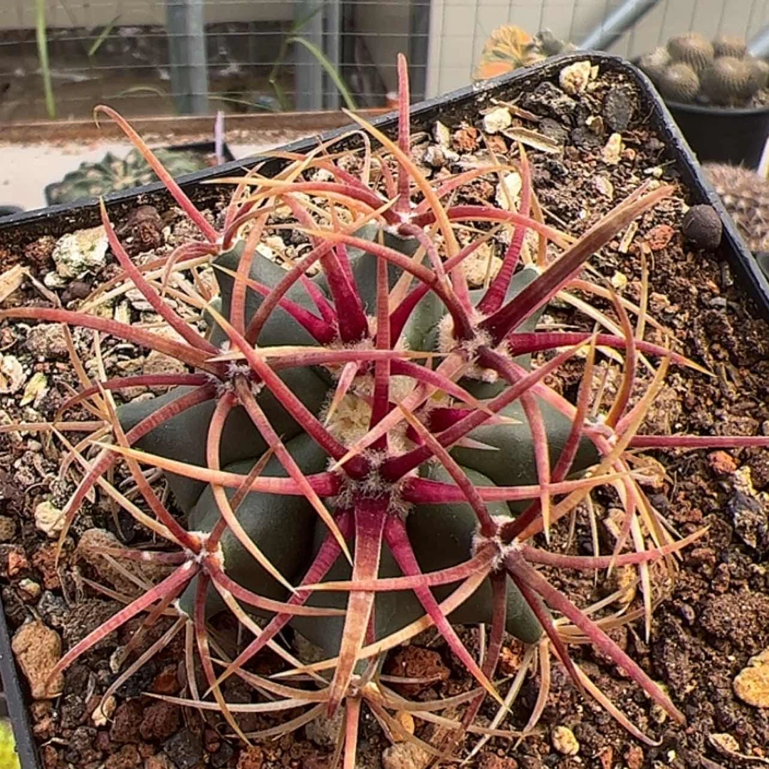 【闪购商品】实生仙人球