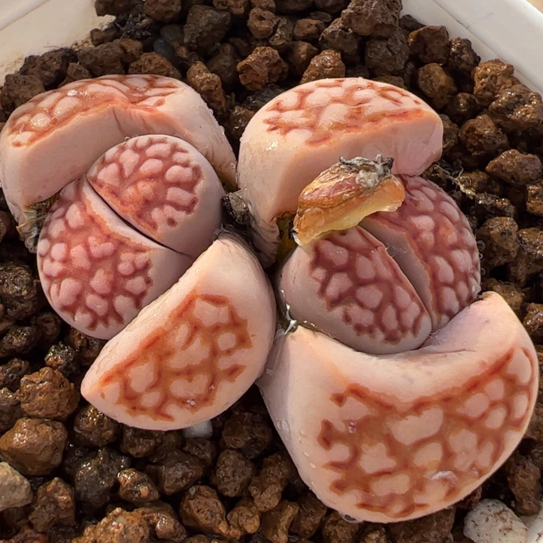 115多肉植物百科