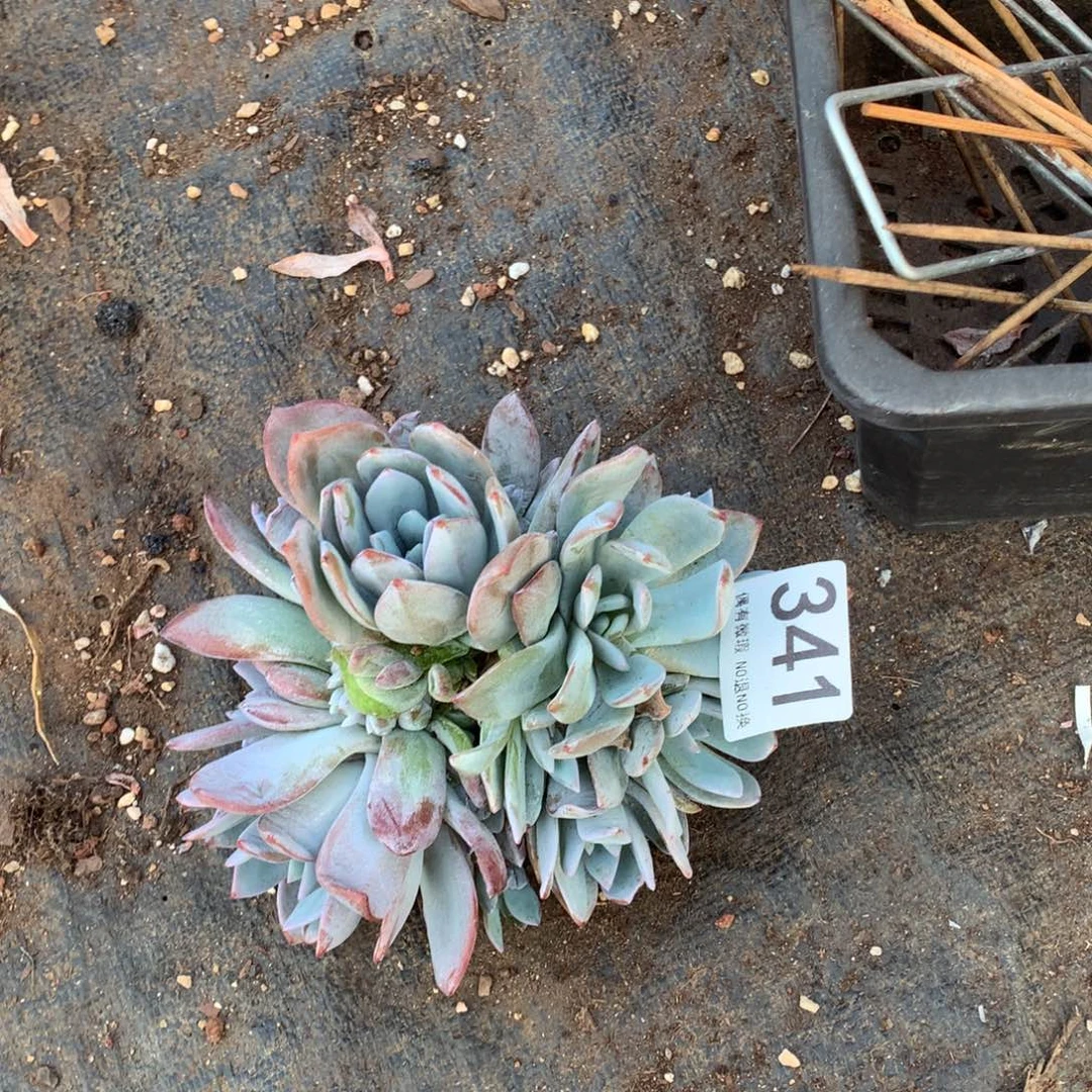 随***情341奶茶多肉植物！！！！！