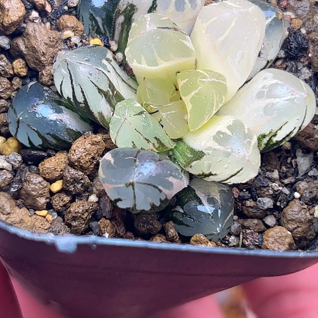 水晶锦十二卷多肉植物