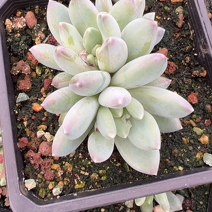 美人特价一物一拍