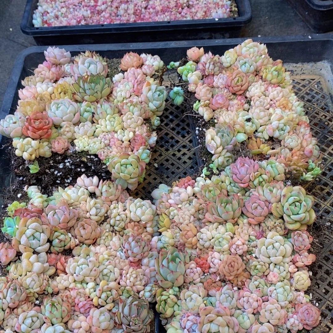 418多肉植物纤维量拍一盒