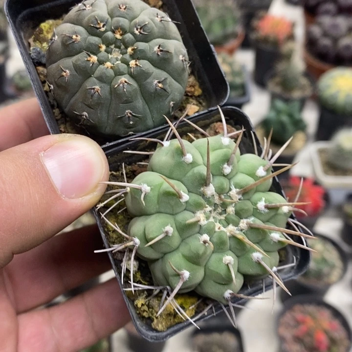 一本刺短刺裸额2颗特价