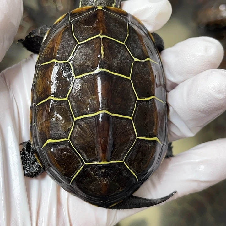 中华草龟公苏北金线草龟外塘龟