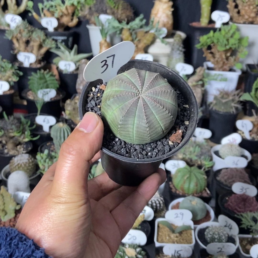 紫皮欧布一物一拍