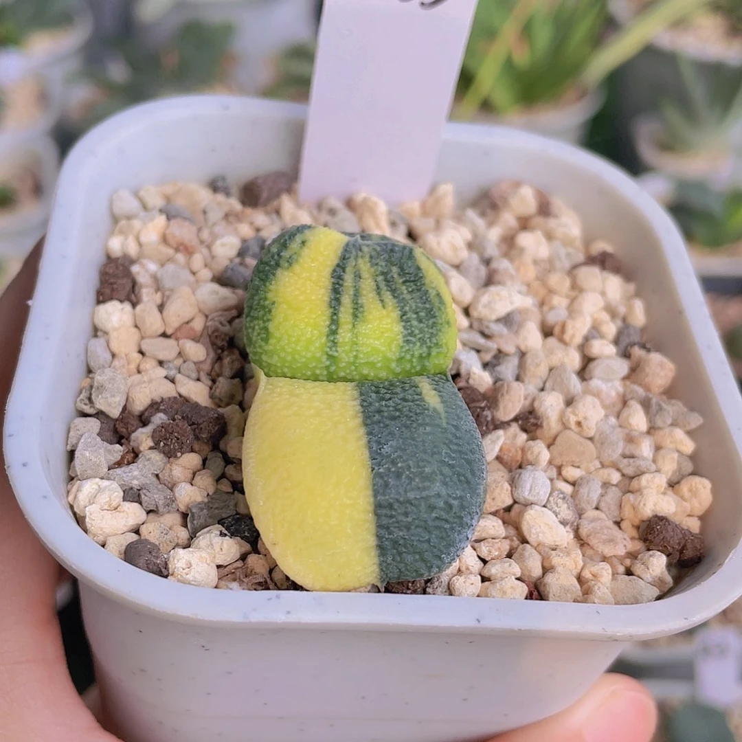 2023号脱土发货哦