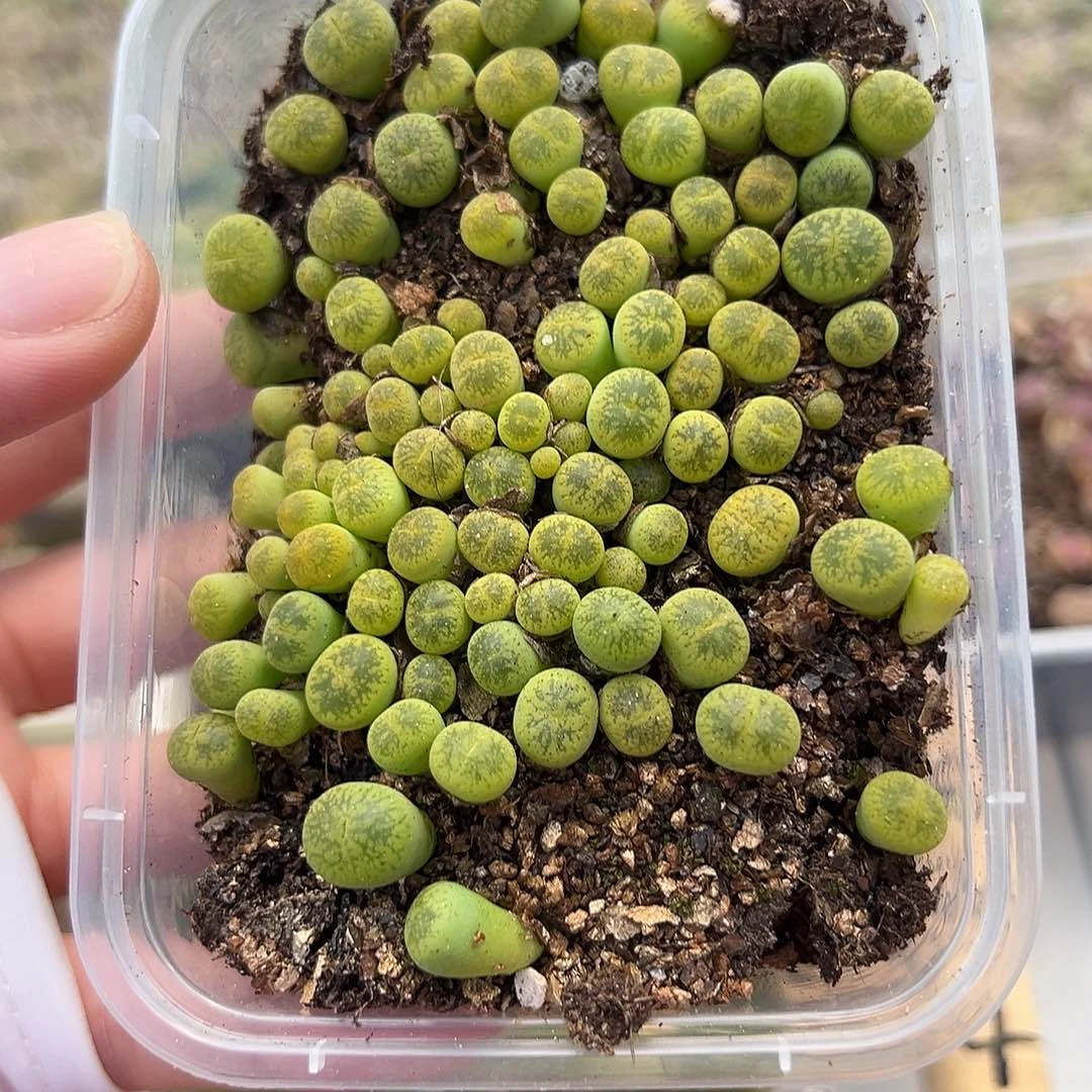 24511黄绿日轮小苗