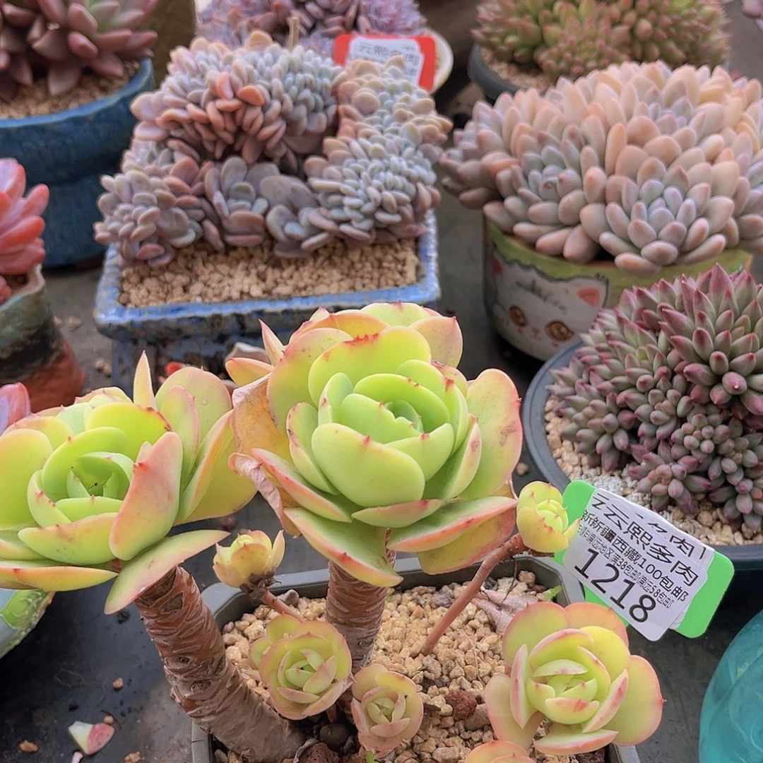 1218碧桃多肉植物