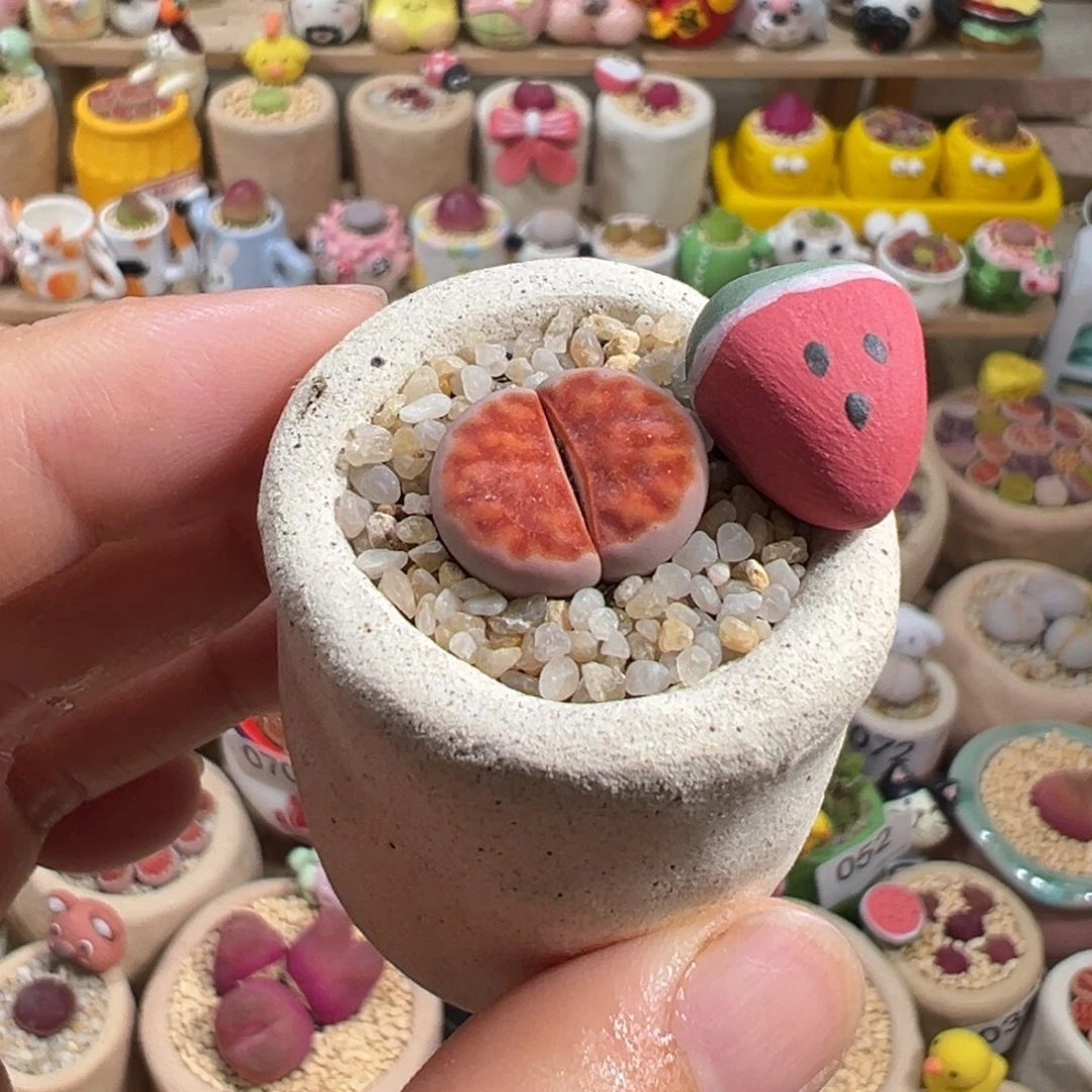 多肉植物73号红色