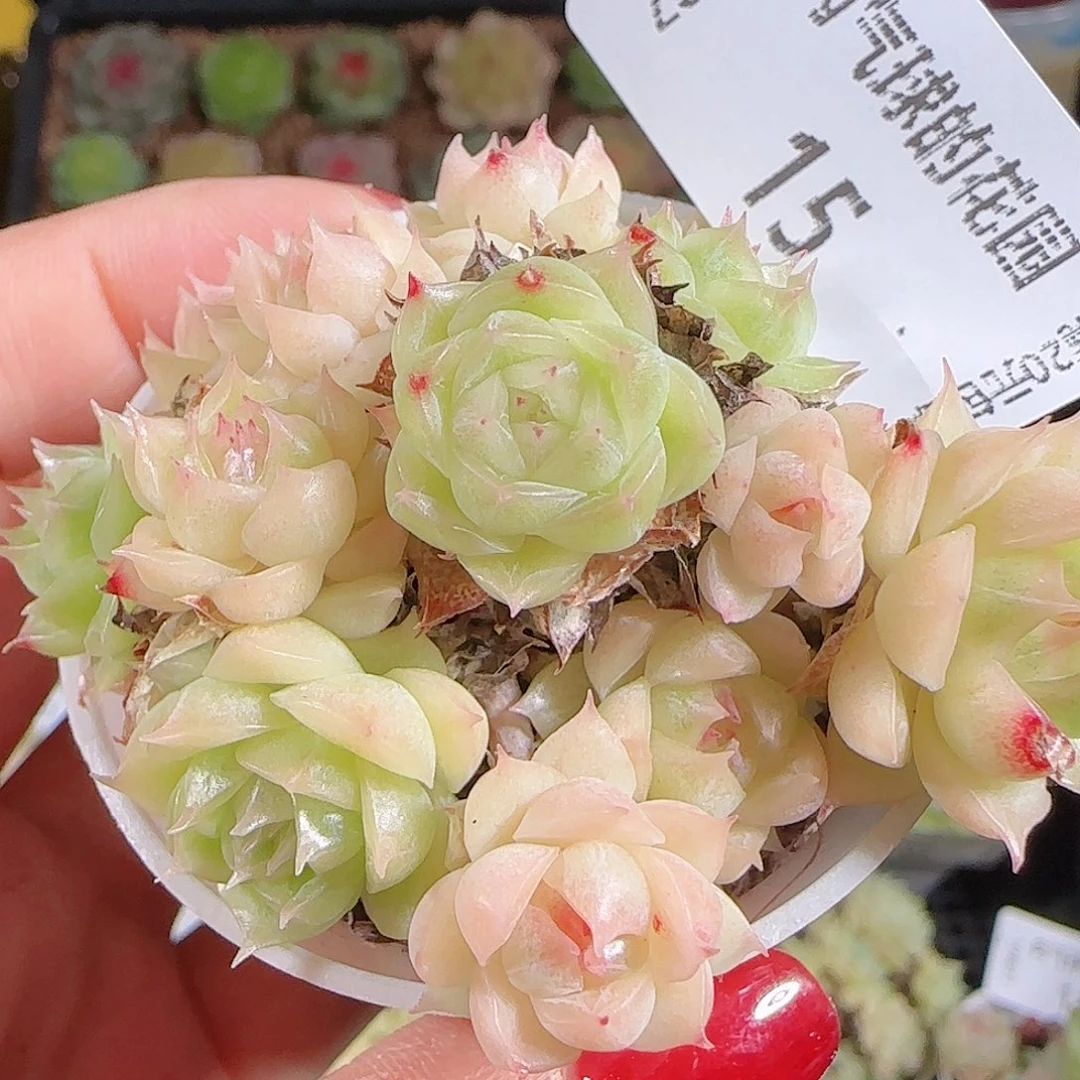 1027-15麦秆优选不包整