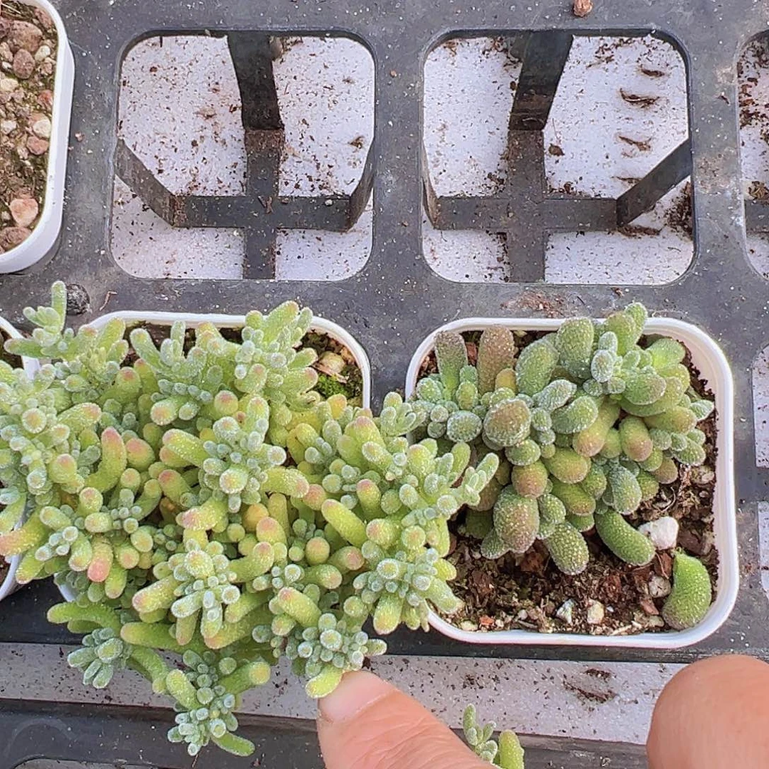 冰晶冰水晶组合19包邮多肉