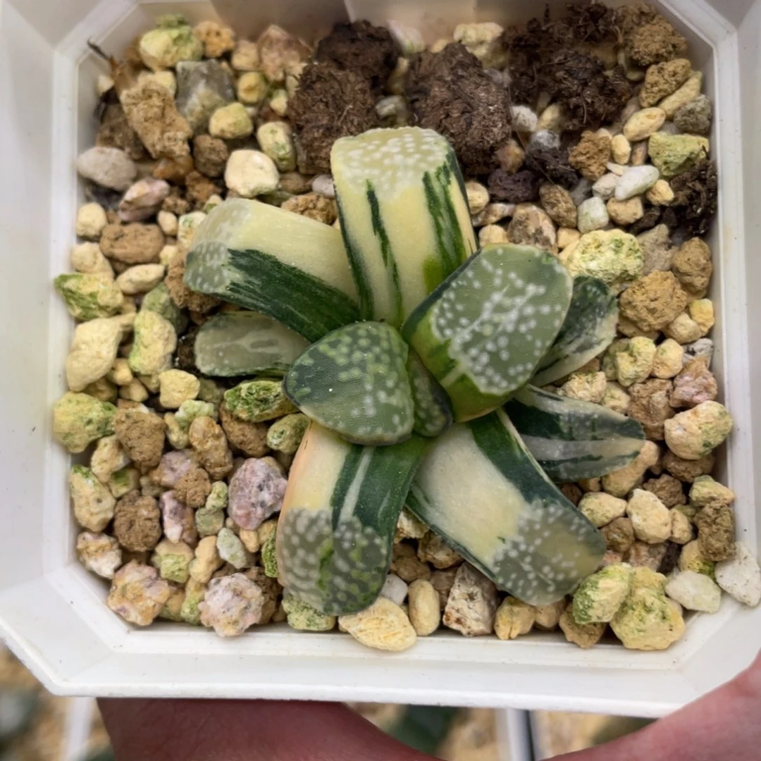 小蔡的菜园107点点寿锦